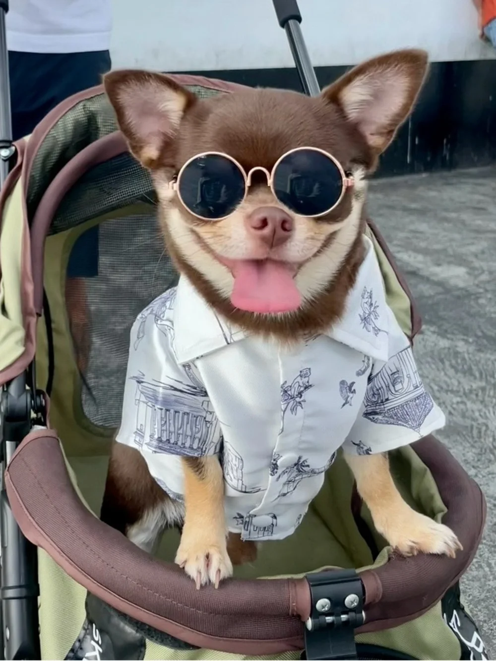 Stylish dog shirt (small size)